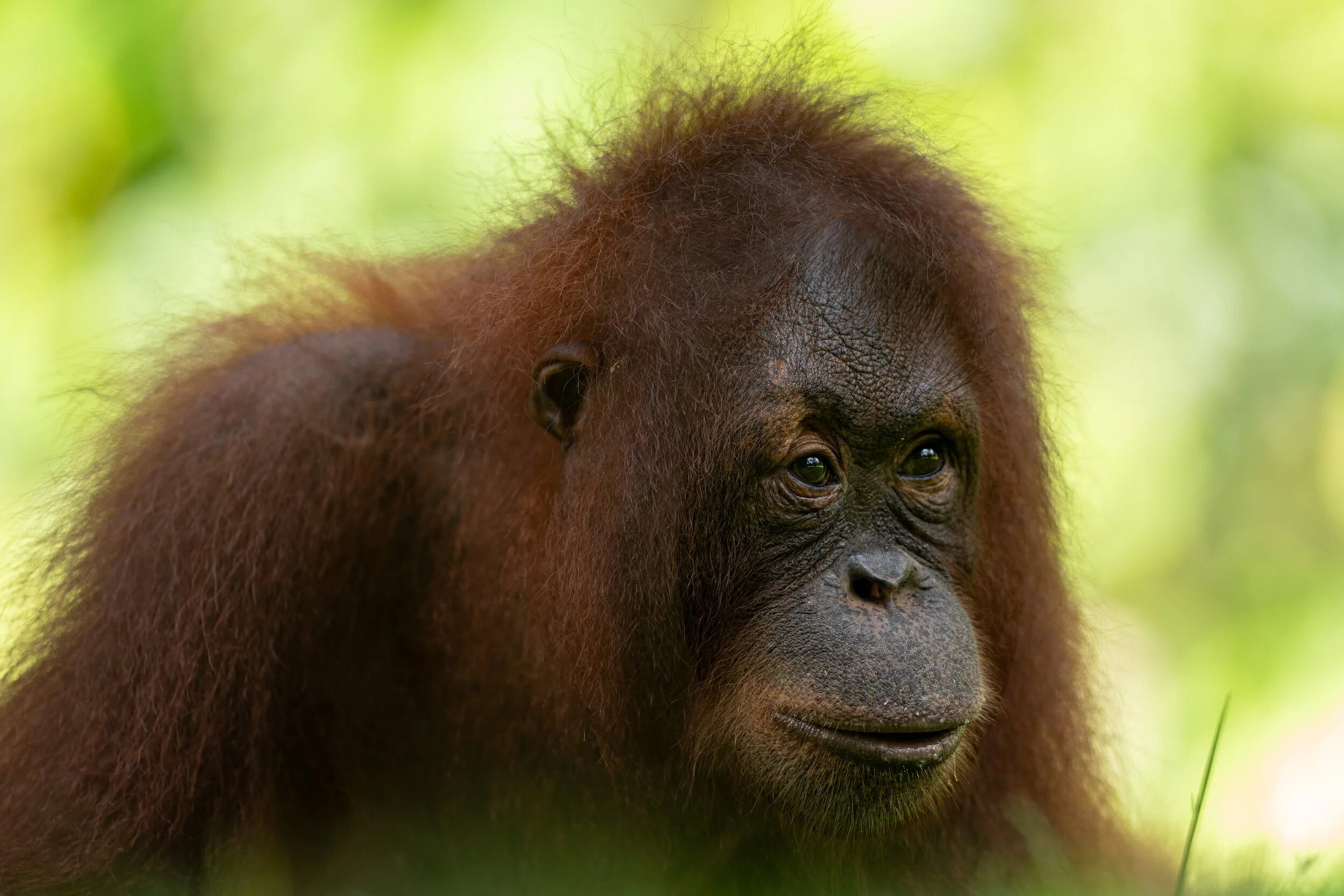Malaysia, Sepilok, 2026-06-16. A young orphaned orangutan with mental trauma in the external nursery of the Sepilok reha
