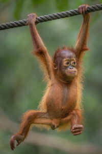 Malaysia, Sepilok, 2025-06-07. Portrait of a young orangutan at Sepilok rehabilitation center in Borneo. Photograph by G