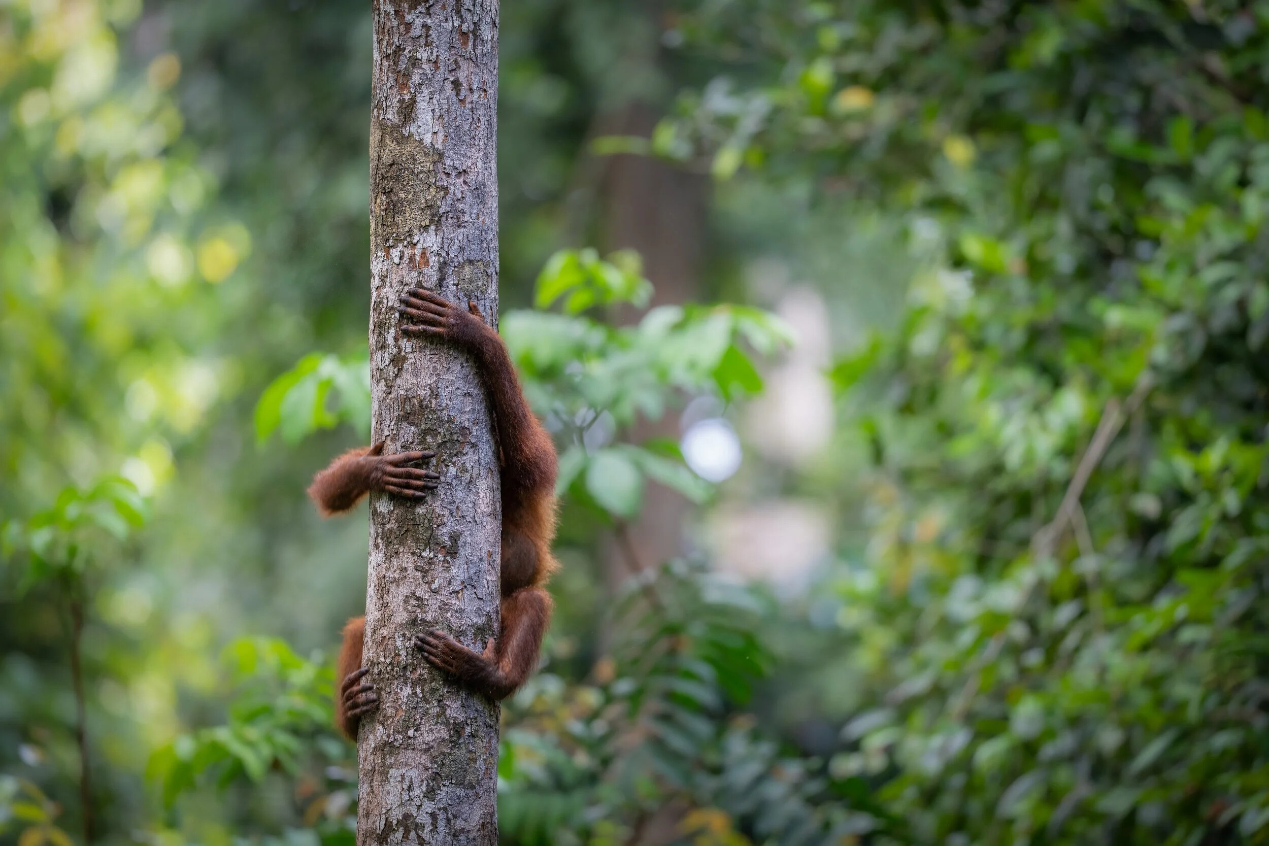 Malaysia, Sepilok, 2025-06-05. A young orangutan climbing in a tree at Sepilok rehabilitation center in Borneo. Photogra