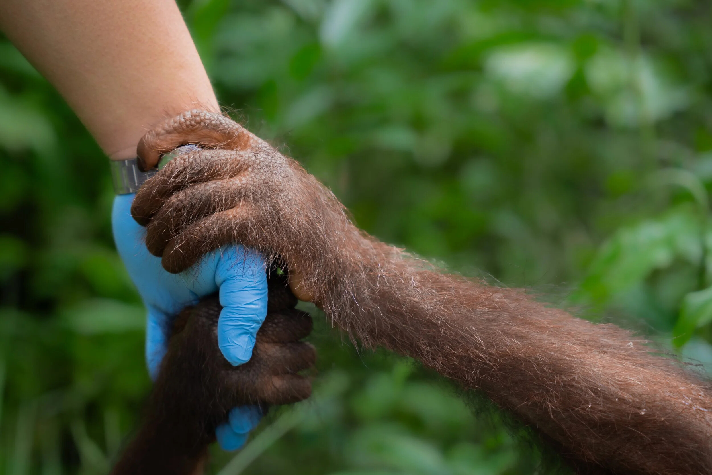 Malaysia, Sepilok, 2026-06-17. A young orphan orangutan grips the hand of his caretaker in the outdoor nursery at Sepilo
