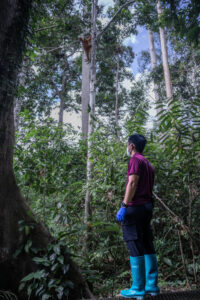 Malaysia, Sepilok, 2026-06-16. A caretaker watches an orphaned young orangutan wander off into the jungle near the Sepil