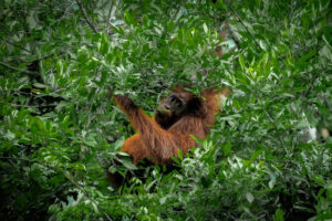 Malaysia, Gomantung, 2025-06-01. A wild female orangutan disappearing in the jungle of Borneo. Photograph by Gilles Auro