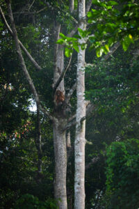 Malaysia, Deramakot, 2026-06-09. Wild orangutan perched in a high tree in the forest of Deramakot in Borneo. Photograph 
