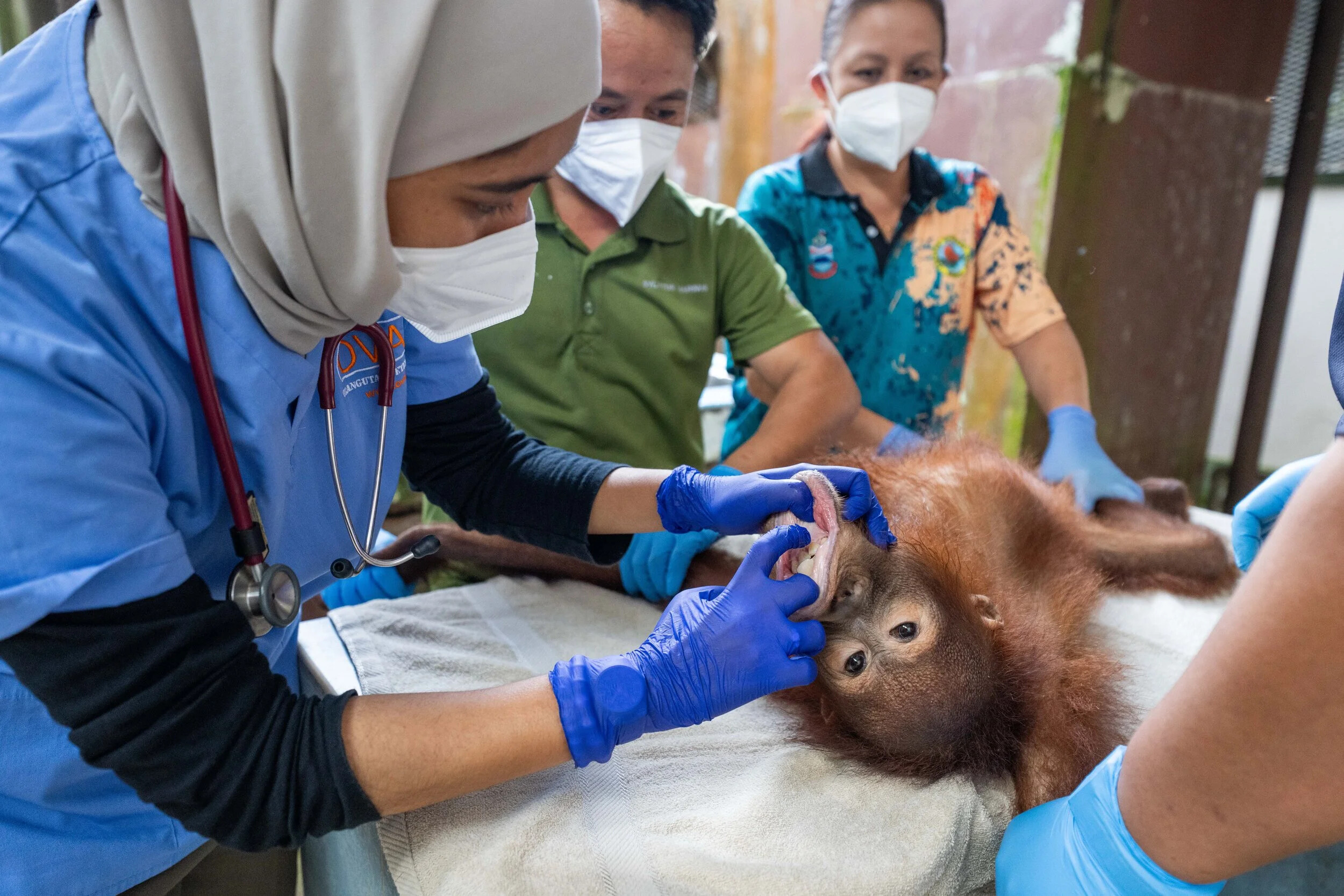 Malaysia, Sepilok, 2026-06-17. Nabila Sarkawi, head veterinary, performing an exam of a young female orangutan at Sepilo