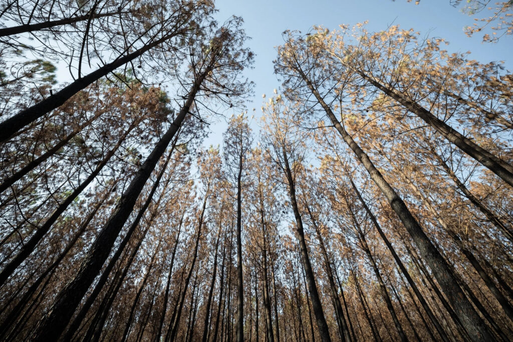 Gironde : après les incendies, la vie reprend ses droits