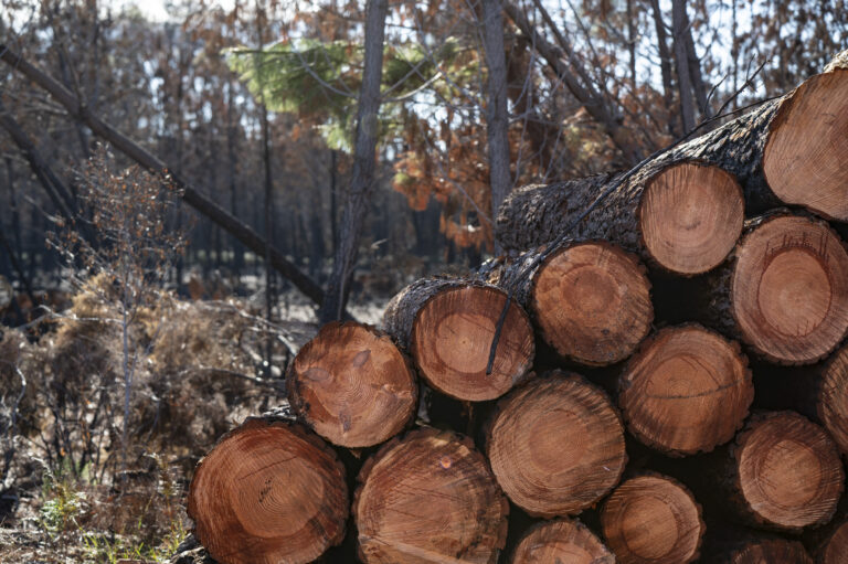 France, Le Porge, 2026-10-15. Following the summer 2026 megafire, which devastated 42,000 hectares in Gironde, including