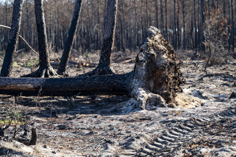 France, Le Porge, 2026-10-15. Following the summer 2026 megafire, which devastated 42,000 hectares in Gironde, including