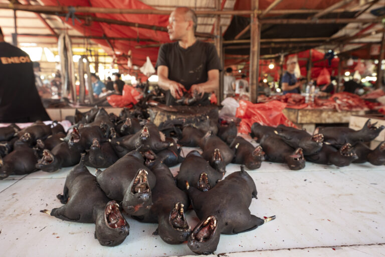 Indonesia, Tomohon, 2026-09-11. Vendor behind a large heap of small grilled bat carcasses, mouths open, Tomohon market. 