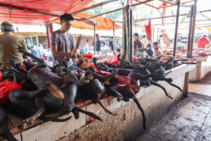 Indonesia, Tomohon, 2026-08-29. Row of blackened grilled dog carcasses lined up on a stall, a butcher at work and a pyth