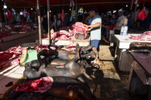 Indonesia, Tomohon, 2026-08-29. Butcher cutting a rack of ribs, a pile of blackened grilled dog carcasses in the foregro