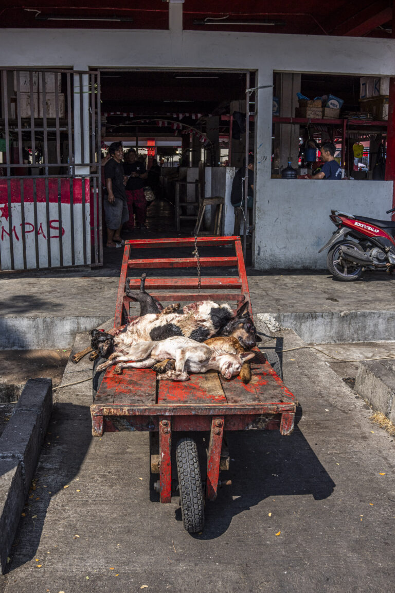 Indonesia, Manado, 2026-08-28. Red handcart loaded with dog carcasses in front of the market entrance, scooter and men i