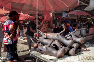 Indonesia, Tomohon, 2026-09-11. Pile of dog carcasses on a stall, a customer in a Minahasa jersey waiting his order. Pho