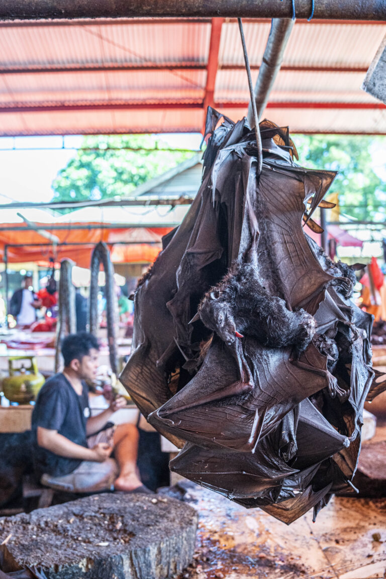 Indonesia, Tomohon, 2026-09-11. Whole fruit bat hanging, membranous wings spread, Tomohon extreme market. Photograph by 