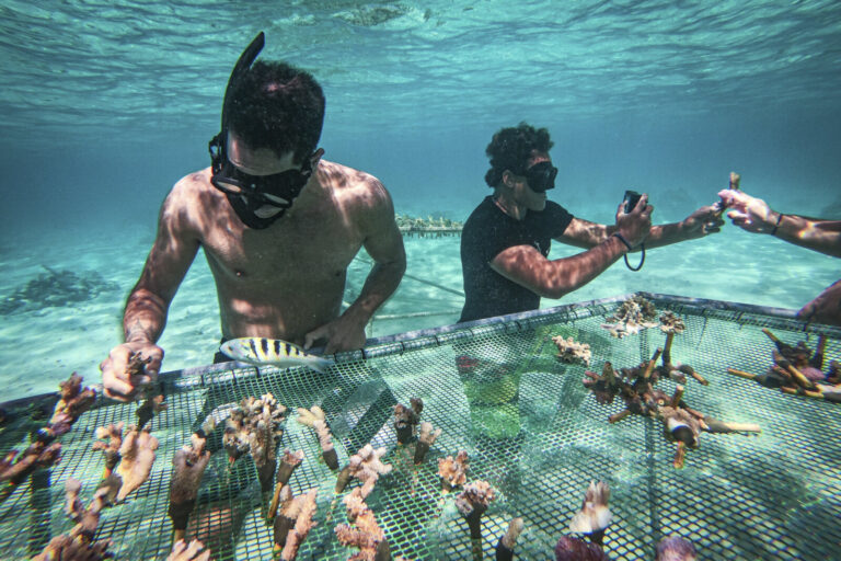 French Polynesia, Moorea, 2019-10-26. On the lagoon of Moorea, the young volunteers of the Coral Gardeners association g