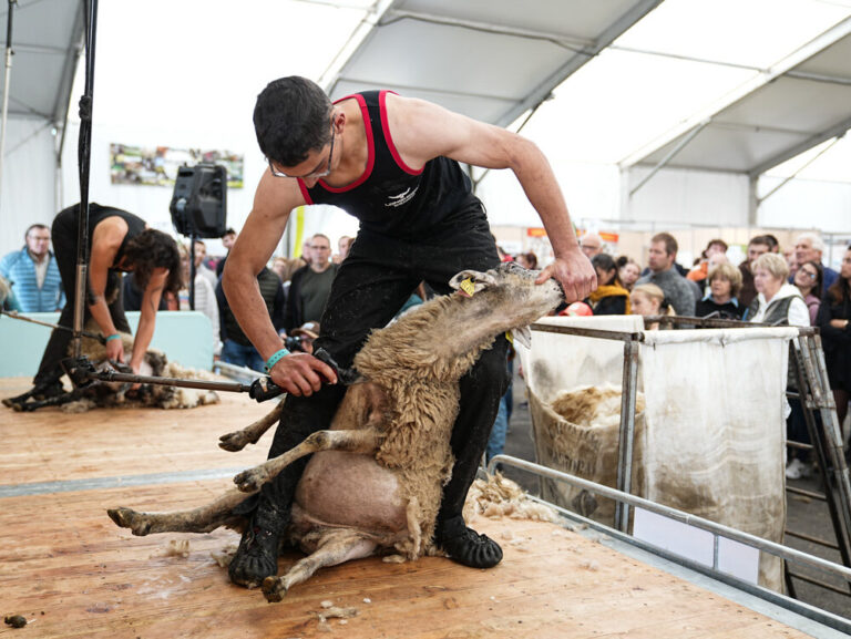 France, Clermont-Ferrand, 2025-10-10. The Livestock Summit is the agricultural event. Presentations of animals, sheep an