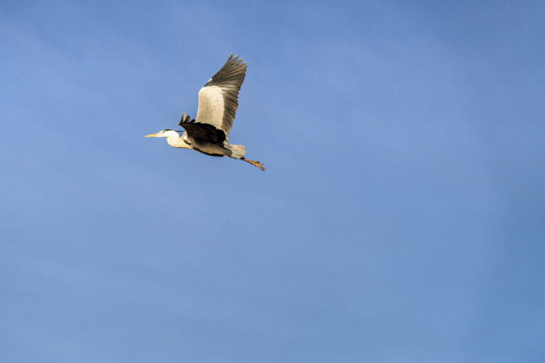 France, Les saintes maries de la mer, 2025-01-26. France, Saintes Maries de la Mer, 2026-01-26: Un heron cendre en plein