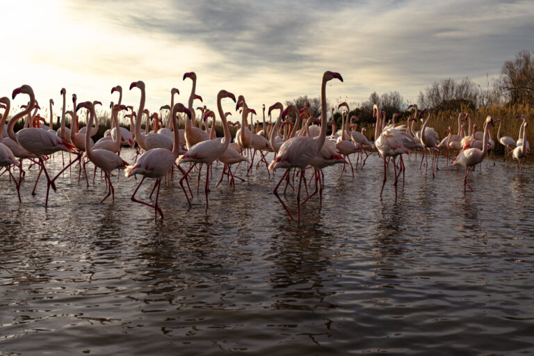 France, Les saintes maries de la mer, 2025-01-26. France, Saintes Maries de la Mer, 2026-01-26: Ballet de flamands roses