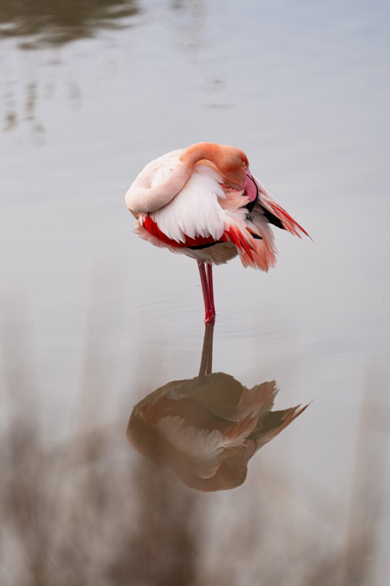 France, Les saintes maries de la mer, 2025-01-26. France, Saintes Maries de la Mer, 2026-01-26: Un flamand rose nettoie 