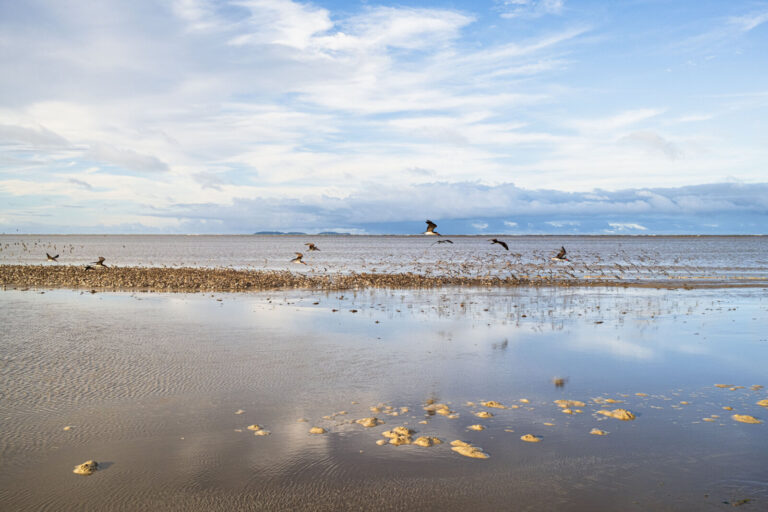 Guyane Francaise, KOUROU, 2026-03-21. Guyane francaise, Kourou, 21 mars 2026 : Un important rassemblement d oiseaux limi