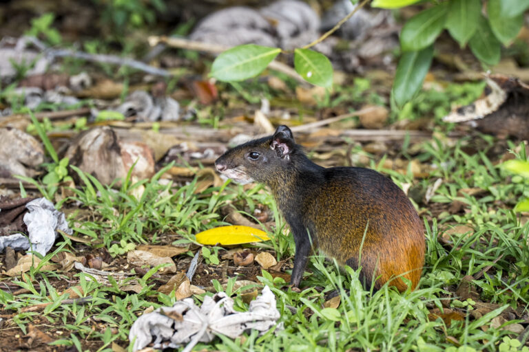 Guyane Francaise, iLes du diable, 2026-03-21. Guyane francaise, Iles du Salut, 21 mars 2026 : Un agouti, rongeur sauvage