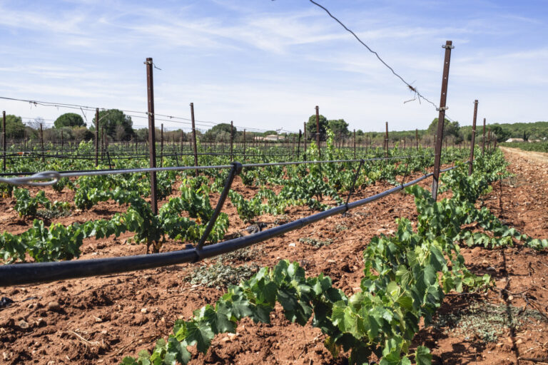 France, VILLETELLE, 2026-08-25. France, Villetelle, Herault, Occitanie, 25 aout 2026 : Des vignes equipees d un systeme 