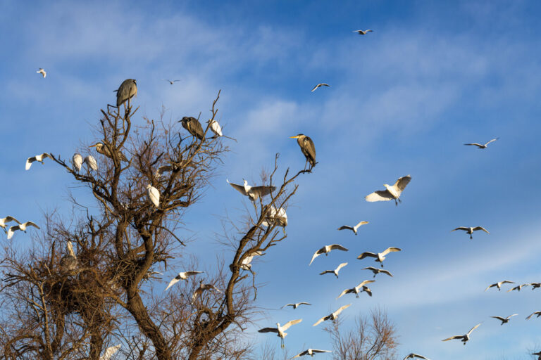 France, Les saintes maries de la mer, 2025-01-26. France, Saintes Maries de la Mer, 2026-01-26: En camargue, des herons 