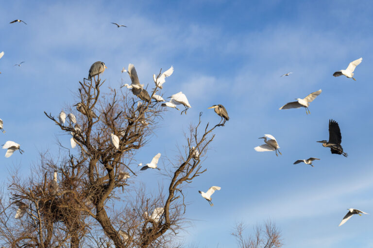 France, Les saintes maries de la mer, 2025-01-26. France, Saintes Maries de la Mer, 2026-01-26: En camargue, des herons 
