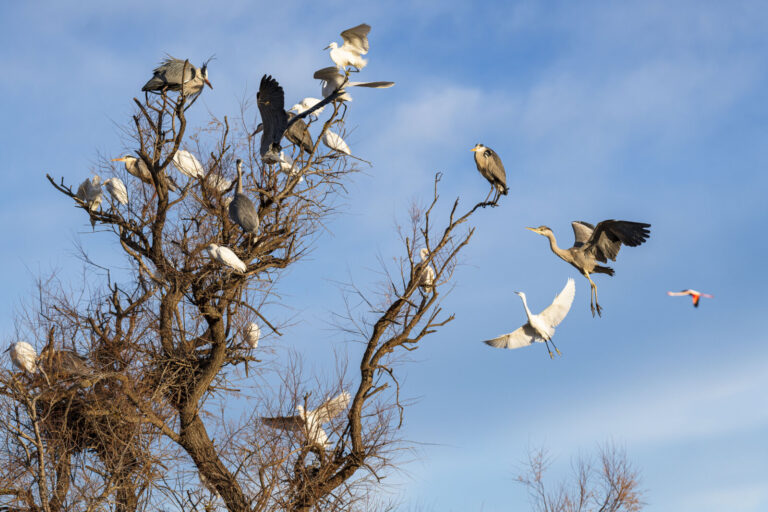 France, Les saintes maries de la mer, 2025-01-26. France, Saintes Maries de la Mer, 2026-01-26: En camargue, des herons 