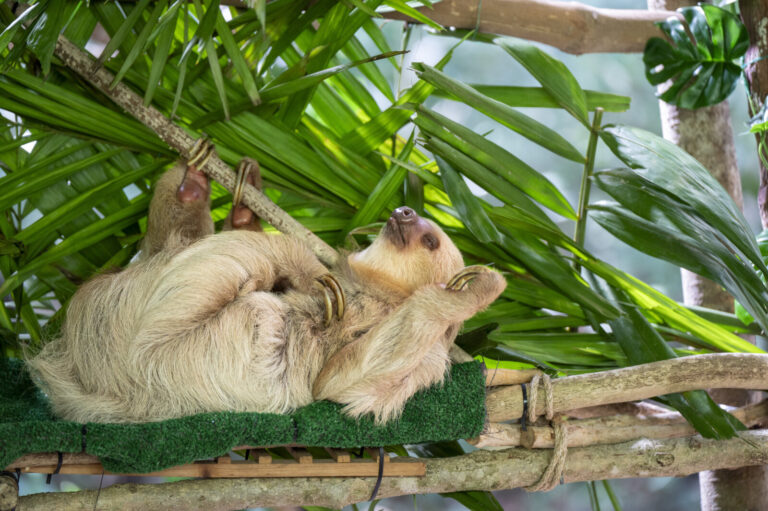 Panama, Gamboa, 2025-01-11. PANAMA, Gamboa, 2025-01-11, Gamboa Sloth Sanctuary, collects wounded sloth, orphans or found