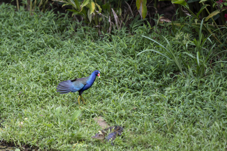 Panama, Bastimentos, 2025-01-17. Panama, Bocas del Toro, 2025-01-17,The Purple Taleve is a colorful wetland bird, recogn