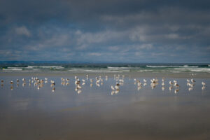 France, Pentrez, 2020-08-05. Seagulls and gulls lined up on the beach with their reflections on the wet sand. Photograph