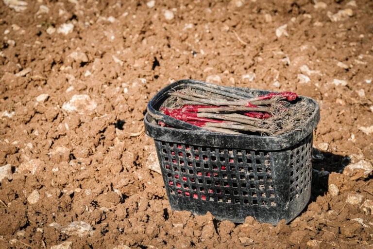 France, Pommiers, 2025-03-20. Gamay vines before hand planting in the Beaujolais region. Photography by Franck CHAPOLARD