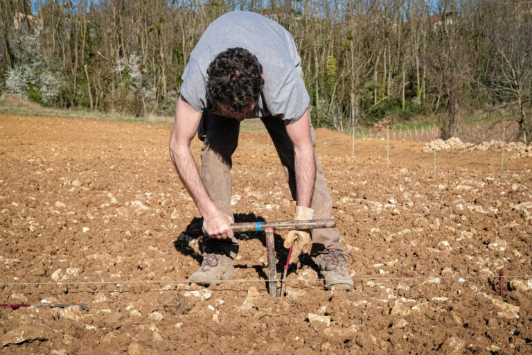 France, Pommiers, 2025-03-20. A man with a planter manually planting a Gamay vine in the Beaujolais region. Photograph b