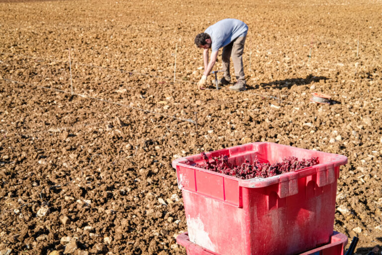 France, Pommiers, 2025-03-20. Manual planting of Gamay vines in the Beaujolais region. Photography by Franck CHAPOLARD /