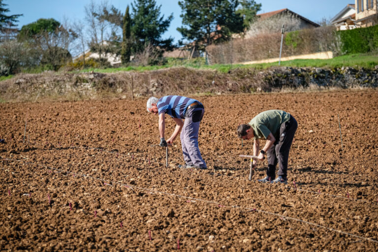 France, Pommiers, 2025-03-20. Manual planting of Gamay vines in the Beaujolais region. Photography by Franck CHAPOLARD /