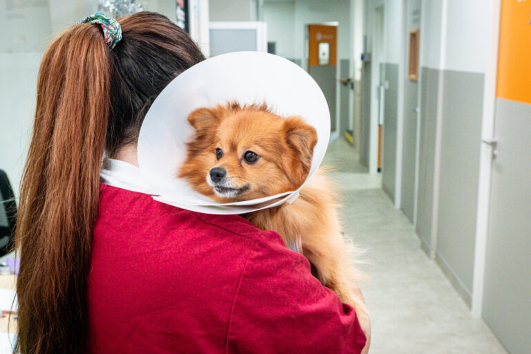 France, Lyon, 2025-12-09. A dog with a protective collar in the arms of a veterinary assistant on arrival at the SPA dis