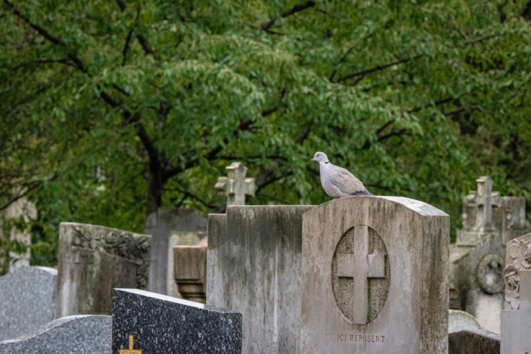 France, Lyon, 2023-10-23. A turtle-dove on a sepulchre with a cross in the Guillotiere cemetery, which is an LPO refuge.
