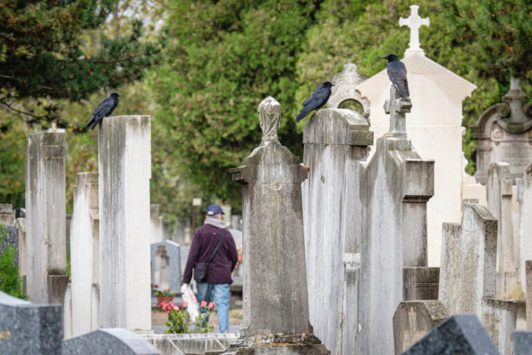 France, Lyon, 2023-10-23. Crows on graves with a man passing in an alley in the Guillotiere cemetery, which is an LPO re