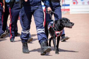 France, Lyon, 2023-07-14. A customs dog during the parade in Place Bellecour. Photograph by Franck CHAPOLARD / Collectif