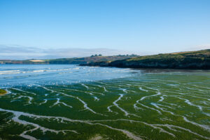 France, Plonevez Porzay, 2024-08-05. A beach covered in green seaweed with grooves of water and seagulls in the backgrou
