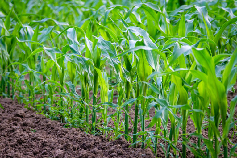 France, Lozanne, 2024-07-02. Young maize plants in a field. Photography by Franck CHAPOLARD / Collectif DR.France, Loza