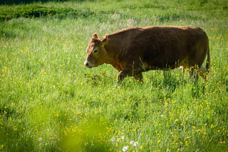 France, Sainte Foy les Lyon, 2025-05-01. A cow in a meadow full of buttercups. Photography by Franck CHAPOLARD / Collect