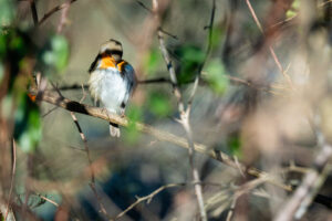 France, Ste Foy les Lyon, 2026-01-02. Grooming a robin in a bush. Photograph by Franck CHAPOLARD / Collectif DR.
France,