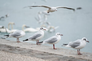 France, Lyon, 2019-01-07. Seagulls lined up on the banks of the Rhone and another one flying over them. Photograph by Fr