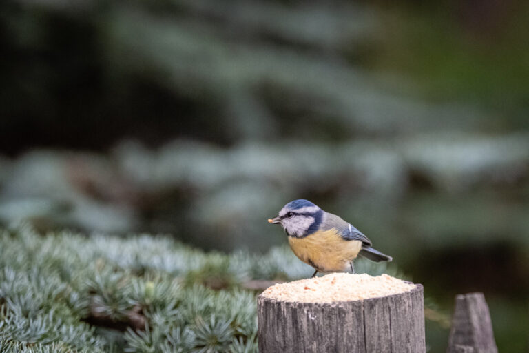 France, Lyon, 2023-10-27. A blue tit on a feeder in a park. Photograph by Franck CHAPOLARD / Collectif DR.
France, Lyon,