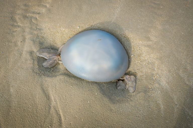 France, Brittany, 2020-08-13. A jellyfish washed up on the beach at Pentrez in Finistere. Photograph by Franck CHAPOLARD