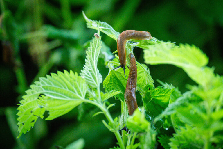 France, Lyon, 2024-05-20. Two slugs on nettle leaves in a garden. Photography by Franck CHAPOLARD / Collectif DR.
France