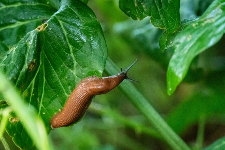 France, Lyon, 2024-05-20. A slug on a green leaf of a plant in a garden. Photography by Franck CHAPOLARD / Collectif DR.