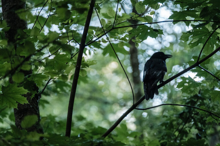 France, Ste Foy les Lyon, 2024-05-20. Silhouette of a carrion crow perched on a branch among the branches. Photography b