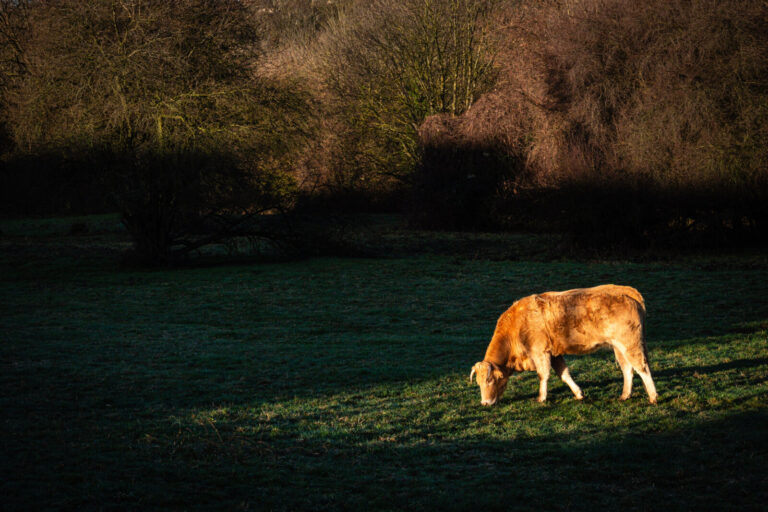 France, Ste Foy les Lyon, 2024-02-13. A cow in the sunlight grazing in a meadow. Photography by Franck CHAPOLARD / Colle